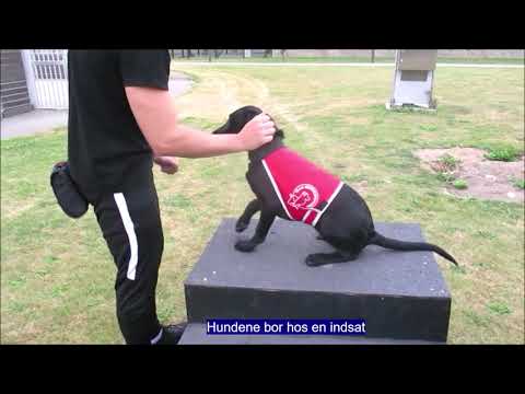 Video: Falske' Servicehunde Er Almindelige Af God Grund - Her Er Hvorfor