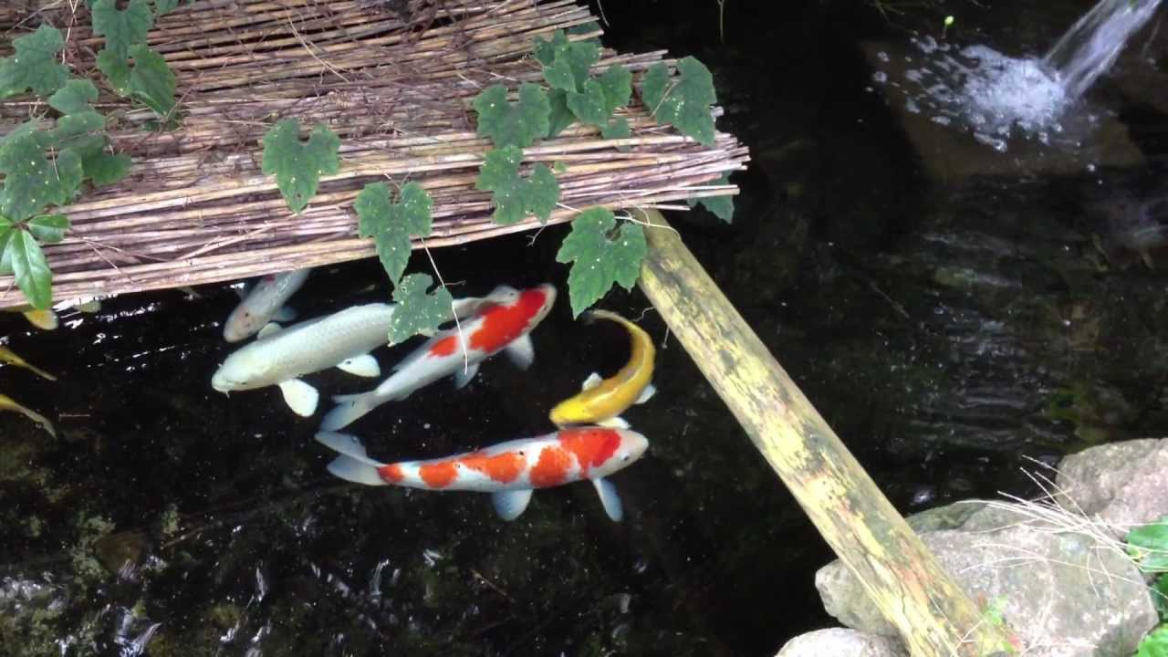 鯉 鮒の池を自分で作りました Youtube