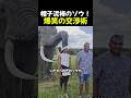 帽子泥棒のゾウ!爆笑の交渉術