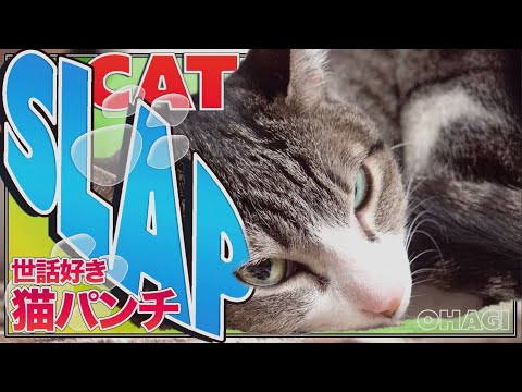 世話好き猫パンチ