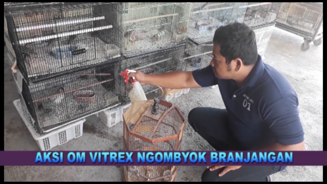 SENI MENGOMBYOK BRANJANGAN PROSPEK BERMENTAL BAJA.