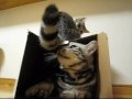 ネコ的アメとムチ