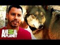 Hector atiende a un lobo por primera vez | Dr. Jeff, Veterinario | Animal Planet
