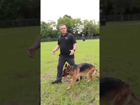 Video: Sådan lærer du din tyske hyrdehund at sidde