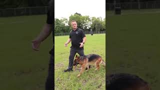 Exercising with a German Shepherd