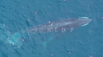 Cận cảnh cá voi săn mồi ở biển Đề Gi - Phù Mỹ - Bình Định