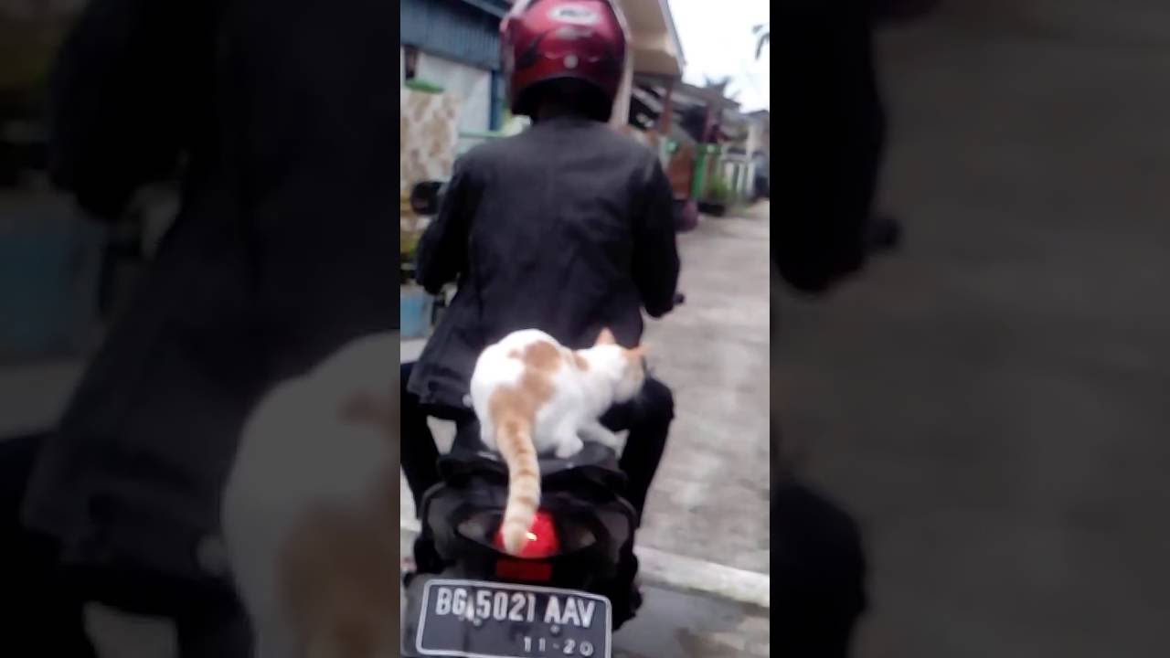 Video Kucing Naik Motor YouTube