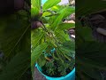 Red long mulberry plant fruiting in container | 6 month old mulberry plant from cuttings #mulberry
