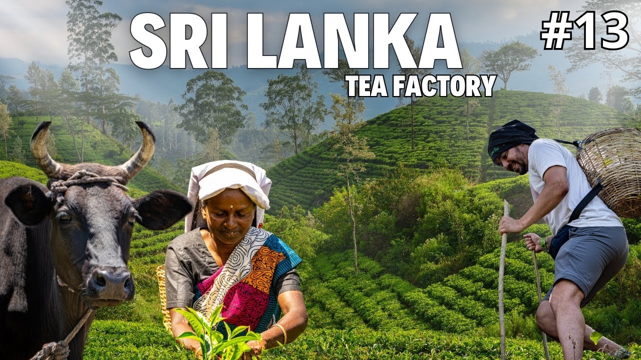 ASIATOUR - SRI LANKA - ELLA/KANDY - ZEBRALIŚMY HERBATĘ KTÓRĄ KTOŚ Z WAS WYPIJE - KLESZCZE W AZJI