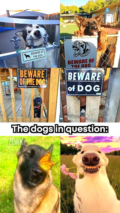'Beware of the dog' 🗿