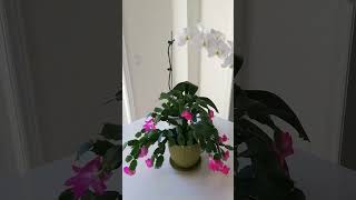 Snow White Orchid & Christmas Cactus blooming flowercare flowerlover