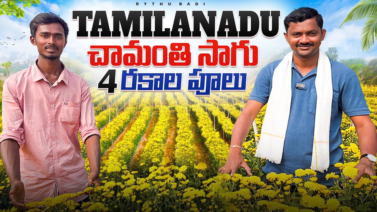 తమిళనాడులో చామంతి సాగు | Chrysanthemum | రైతు బడి