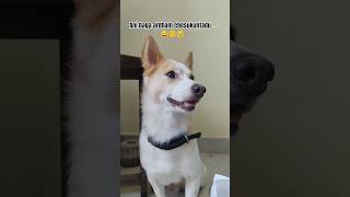 ani baga ardham chesukuntadu...😅😚 #bhimavarambullodu #treanding #భీమవరం #petlove#subscribe