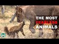 Which Are The Most Fearless Animals In Africa?