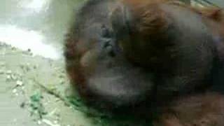 Masturbating Orangutan