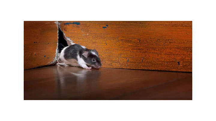 Michael Armes Pest Control