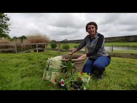 Getting started with container ornamentals