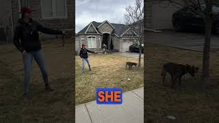 Teaching your dog problem solving skills is absolutely...
