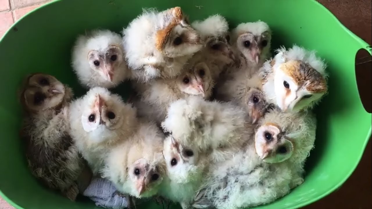 videos for cats Baby owls rescued after deforestation of their home