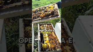 Apicoltura Nuclei 2026