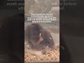 How You Can Help Animals Right Now from Your Phone
