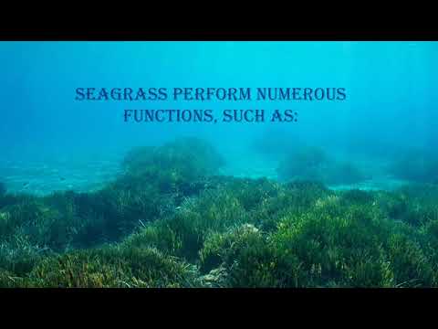 SeaGrass and it's
