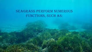 SeaGrass and it's importance in the EcoSystem.