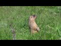 Windy summer day at the marmots / Ветренный летний день у байбаков