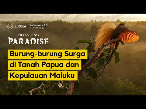 Defending Paradise: Burung-burung Surga di Tanah Papua dan Kepulauan Maluku