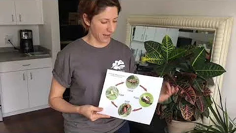 We love ladybugs! How to keep them alive.