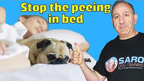 Why dogs pee in the bed and how to stop my dog from peeing in bed?