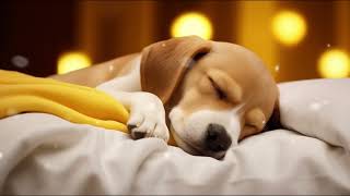 10 HOURS of Deep Sleep Anti Separation anxiety Dog MusicCalming Dog Musicstressed dog Dog TV