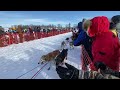 2023 Iditarod restart in Willow Alaska.