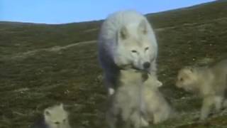 10 The Mysterious White Wolf    Full Documentary with subtitles 1