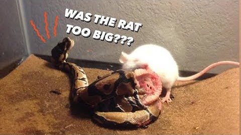 Warning : Feeding Ball Python OVERSIZED Live #Rat | Food Bits Back