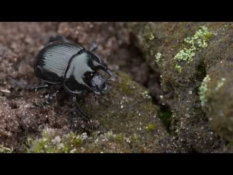 Video: Truede planter. Sjældne og truede planter