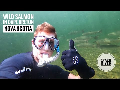 Wild Salmon Found in the Margaree River | Fish Hatchery | Salmon | Trout