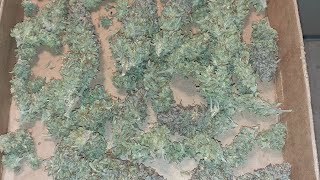 Amsterdam marijuana seeds Forest fruit autoflower bonsai grow. medical marijuana sign out.