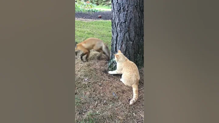 Fox against cat - DayDayNews