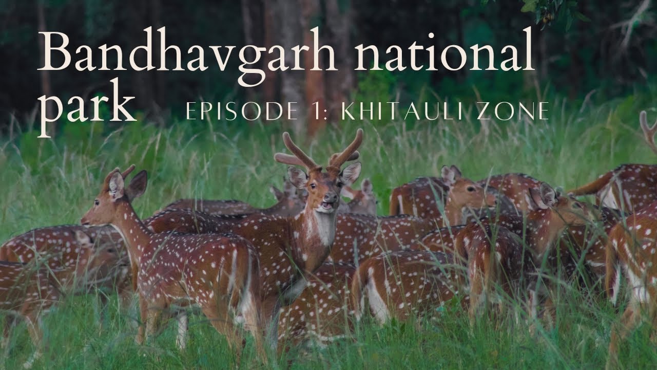 Bandhavgarh National Park Vlog Episode Khitauli Zone Jungle
