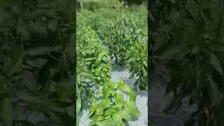 Download Lagu cabe keriting merah tumpang sari cabe rawit merah tumbuh subur di dataran tinggi Merapi MP3 Download Lagu cabe keriting merah tumpang sari cabe rawit merah tumbuh subur di dataran tinggi Merapi MP3