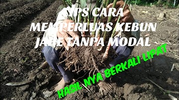 CARA MEMPERLUAS KEBUN JAHE TANPA BELI BIBIT LAGI // JAHE EMPRIT USIA 4 BULAN