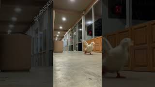 Duck Running 3 (viral tiktok)