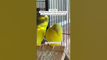 #سورة_البقرة #قرآن #المصحف #العراق #مصر #السعودية #طيور #البادجي #quran #birds #love #budgies #usa