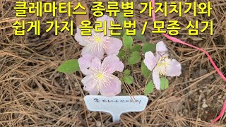 클레마티스 종류별 가지치기와 쉽게 가지 올리는 법 / 모종 심기 Pruning clematis by type and how to easily raise branches.