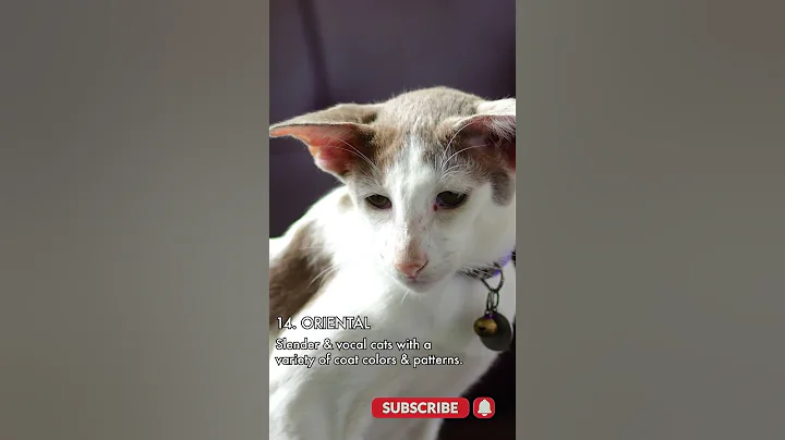 Watch the video about 15 MOST POPULAR CAT BREEDS pt 14 - Oriental Cat 🐾
