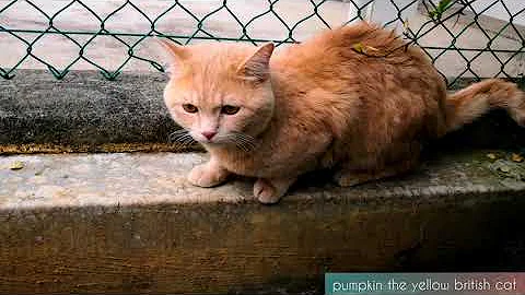 Video 10532761: british shorthair cat meowing, shorthair kittens meowing british, sound british shorthair meow, british shorthair golden cat, cat outside