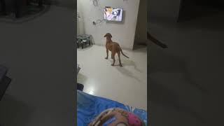 french mastiff 7 month old puppy #shorts #mastiffdog