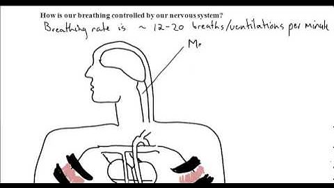 U8 L3 Video Part 2 of 2 (opt) - The Mechanics of Breathing