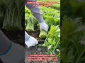 The Most Satisfying Green Harvest You’ll See Today.#FarmLife #shorts #reels #FreshGreens #Harvesting